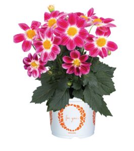 A pot of pink flowers