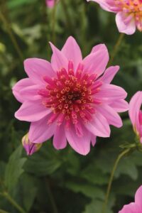 Pink flower