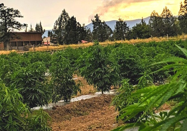 Dakine 420 Takes Soil-Based Approach To Aid Growers