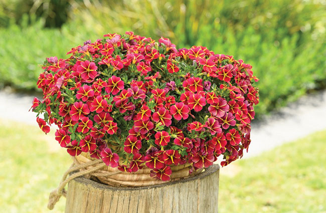 CALIBRACHOA ‘COLIBRI EXOTIC RED BLING’