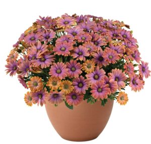 A pot of pink flowers