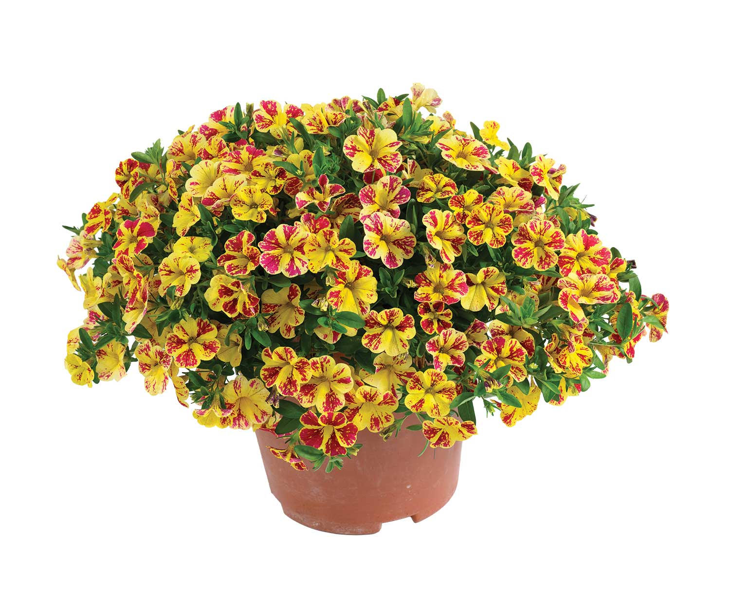Potted flowering plant with yellow/red flowers
