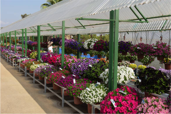 Danziger to Host Novemberfest Event