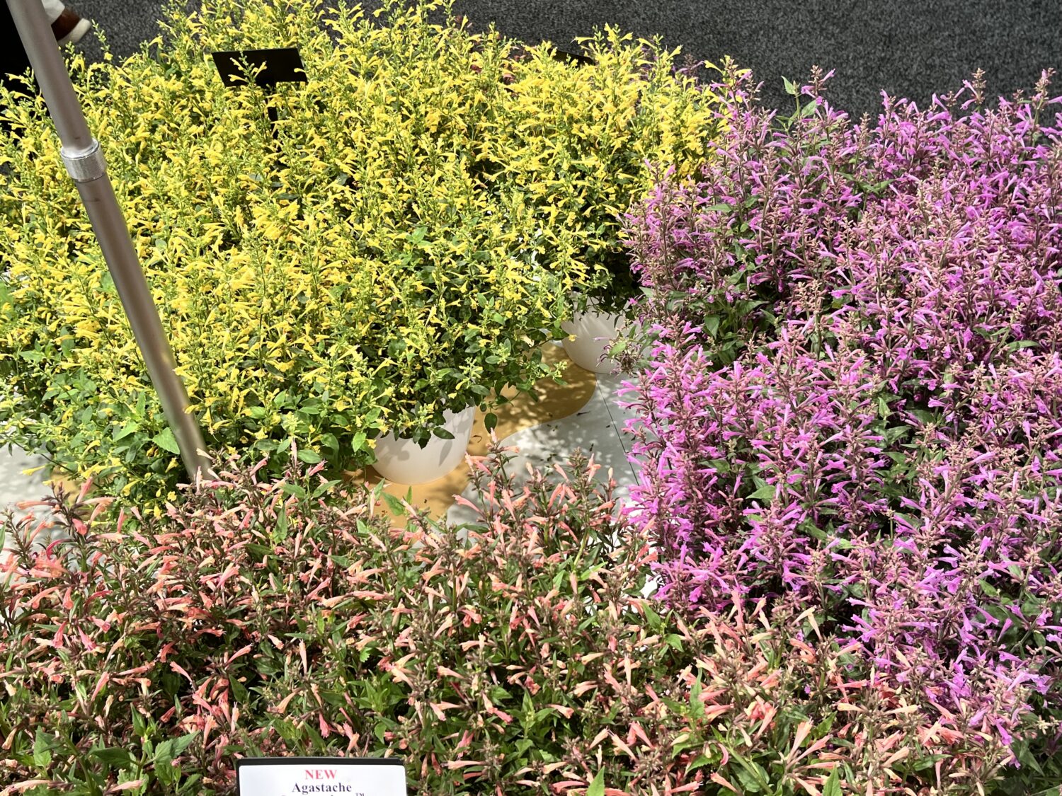 Darwin-Perennials-Agastache-Summerlong
