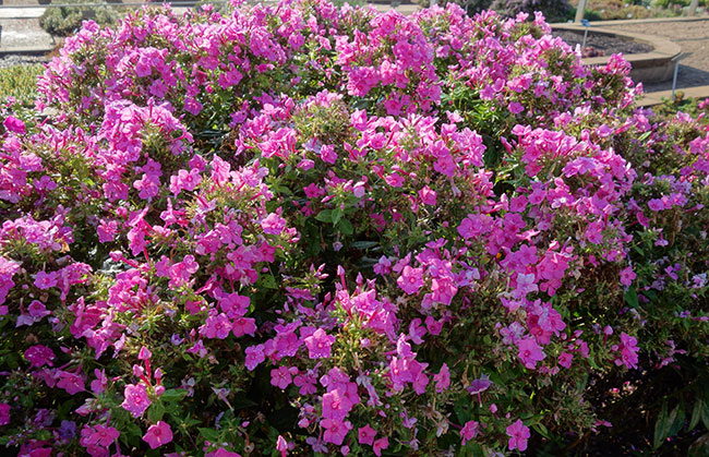 Phlox Paniculata 'Super Ka-Pow Pink'
