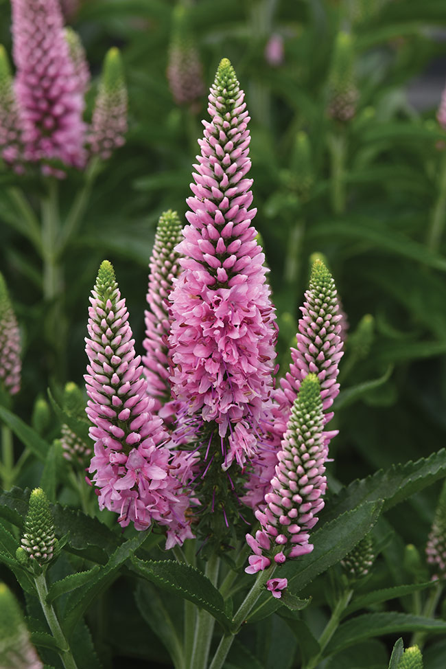 VERONICA ‘SKYWARD PINK’