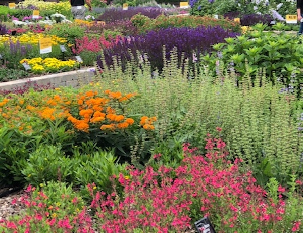 Darwin Perennials Day Highlights Plants, Programs and More