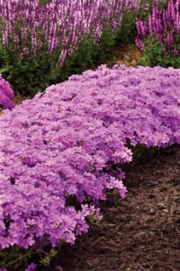 Garden bed of pink flowers