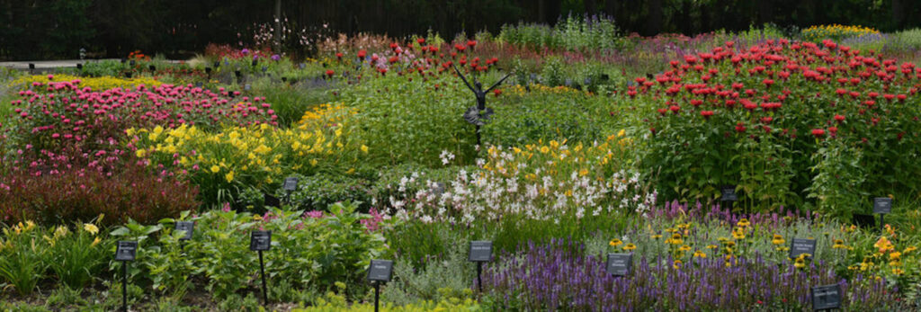 Registration Now Open for Darwin Perennials Digital Days