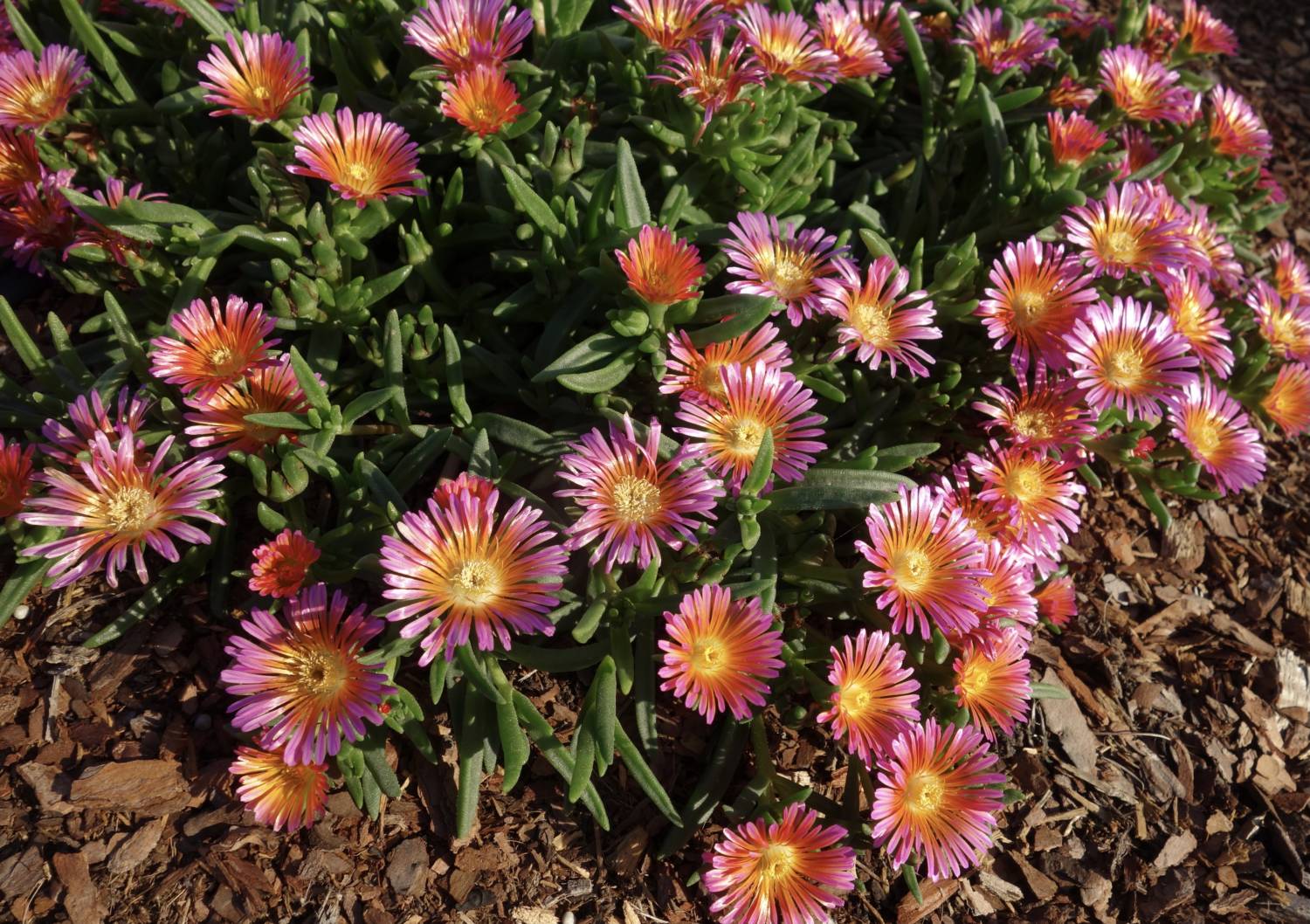 Delosperma Ocean Sunset Orange Glow