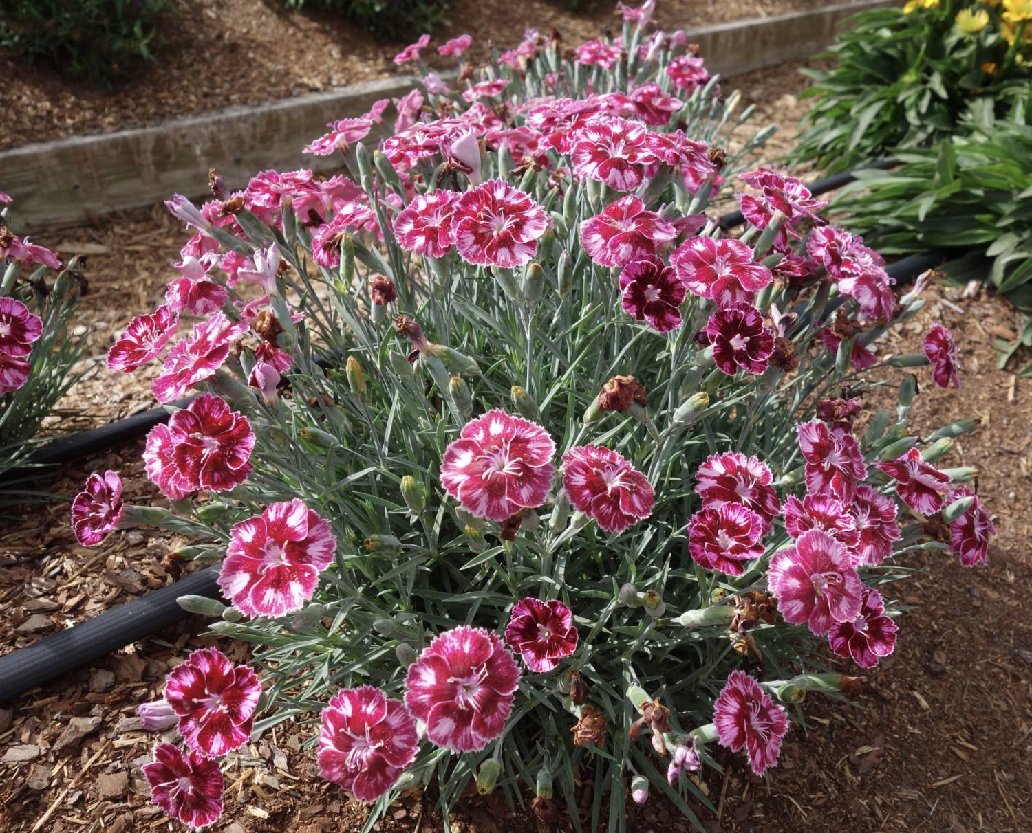 Dianthus Mountain Frost