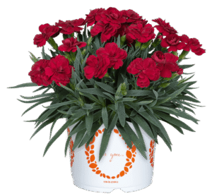 Dianthus Pemán Red Dümmen Orange
