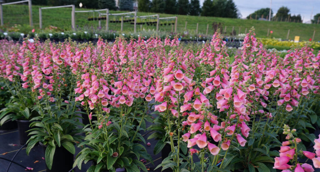 Making New Variety Decisions