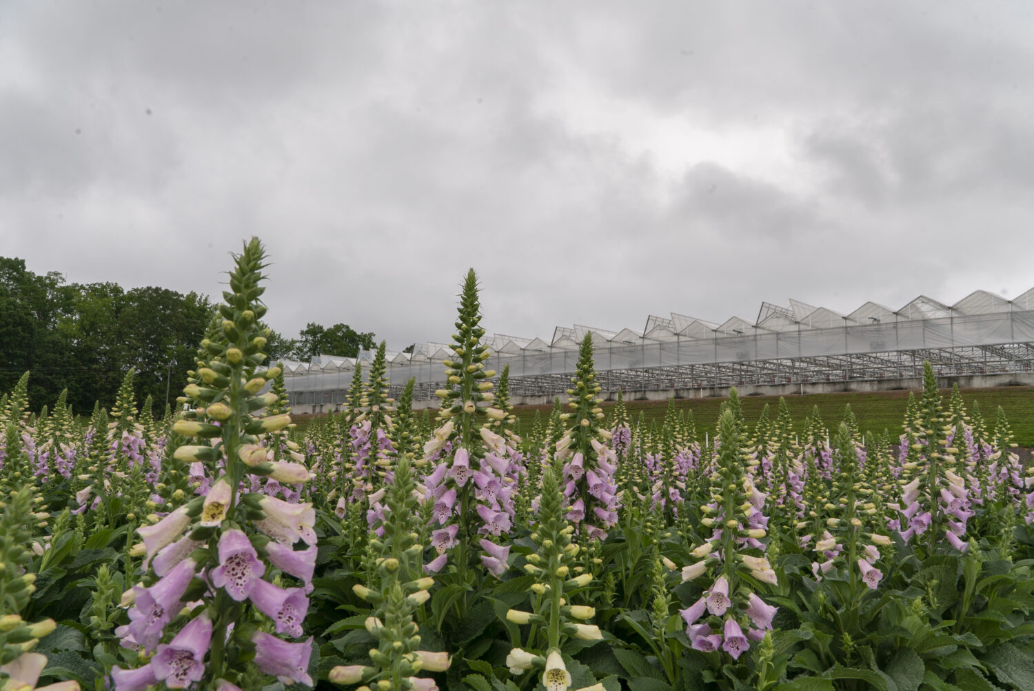 digitalis growing outside