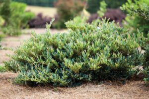 short, green bush in the landscape