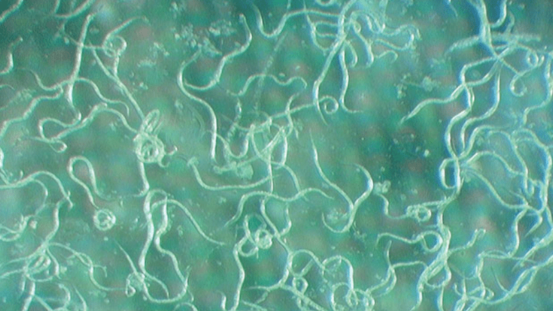 Dr. Bugs: How does growing medium affect nematodes?