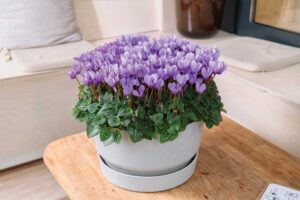 Potted purple cyclamen flowers