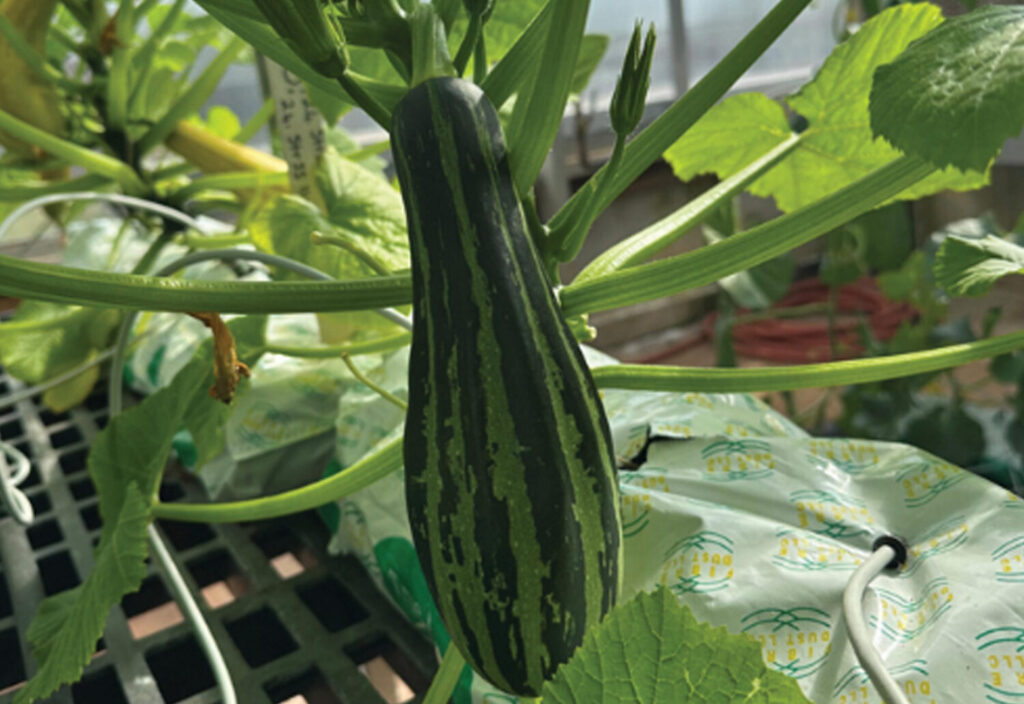 Duets: Plant breeding for CEA production systems