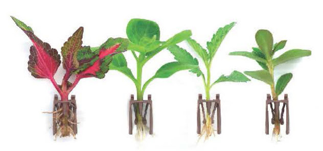 Dümmen Orange Introduces New Rooting Technology