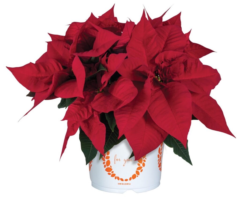 Dümmen Orange Announces New Poinsettia Releases