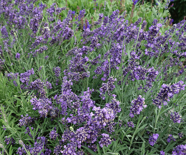 Lavandula 'La Diva Vintage Violet'