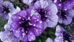 purple petunia flowers with white speckles