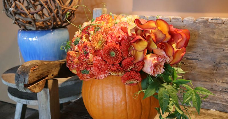 Dümmen Orange Debuts Five-Part Video Series