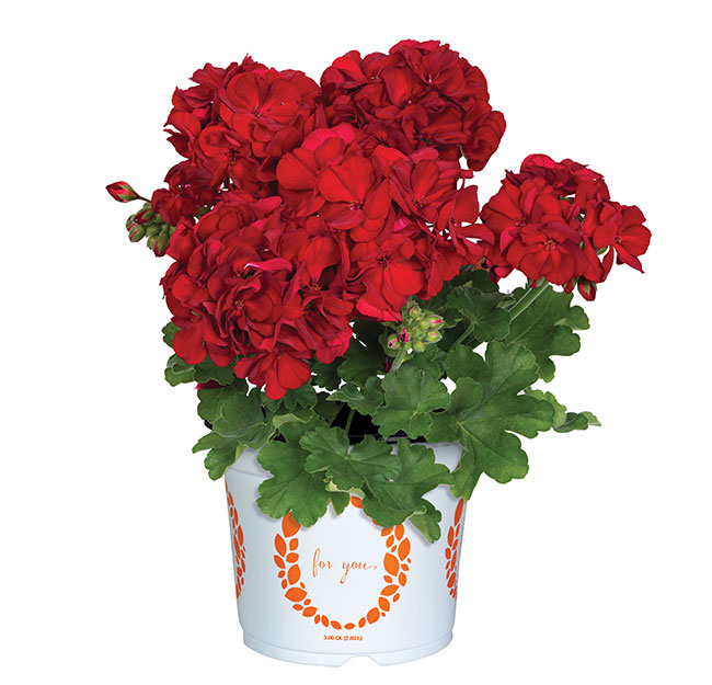PELARGONIUM ‘SANTANA DARK RED’