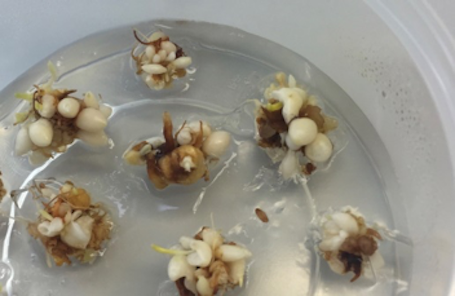 Dümmen Orange, IribovSBW Develop New Tulip Bulb Propagation Technique