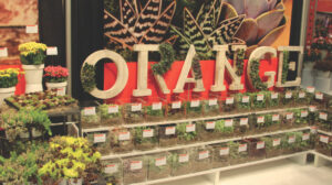 Dümmen Orange now offers succulent cuttings.