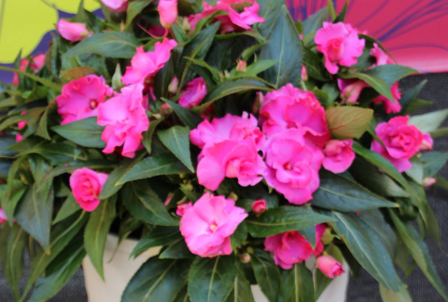 New Guinea impatiens Roller Coaster - Dummen Orange