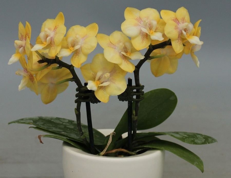 Dümmen Orange to Work with Orchid Alliance