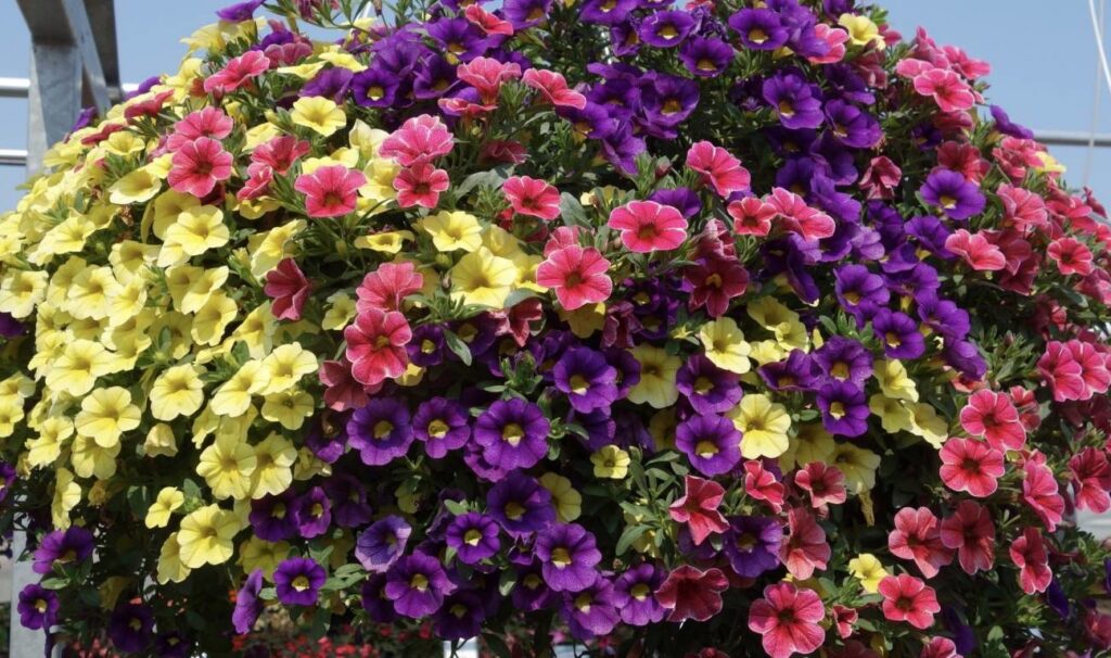 Plant Celebration in the Northland