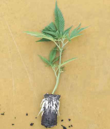 How Dutch Heritage Gardens Expanded into the Hemp Market