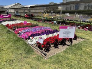 E3 Easy Wave petunia (PanAmerican Seed)