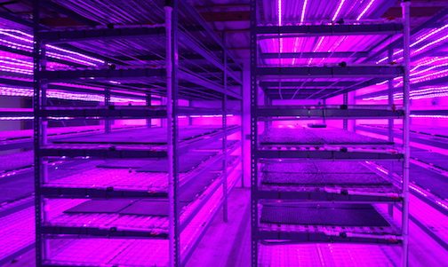 Emerald Coast Growers Adds Seed House