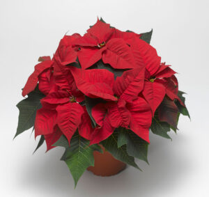 'Magma Red'