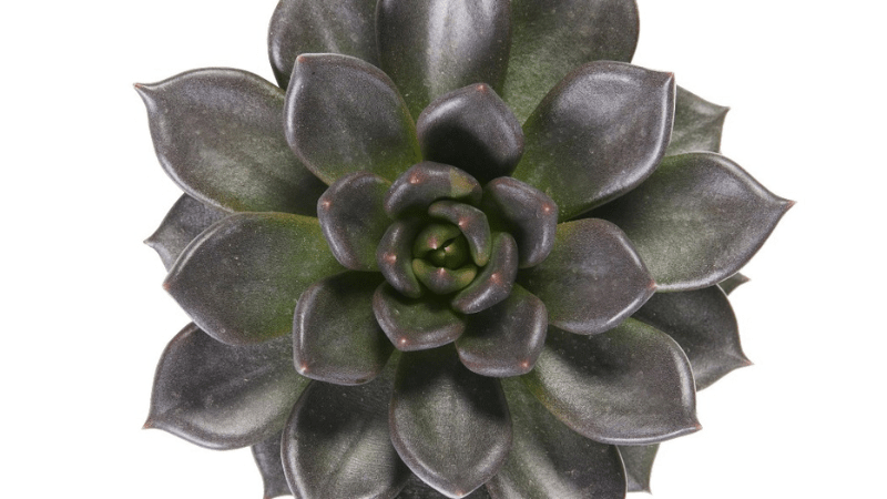 Dümmen Orange shifts to in-house succulent breeding