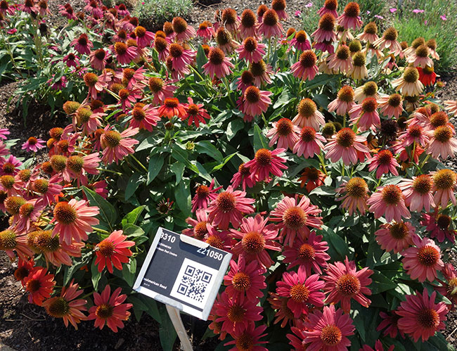 Vaughn’s View: Colorful, Exciting, Distinctive Perennials