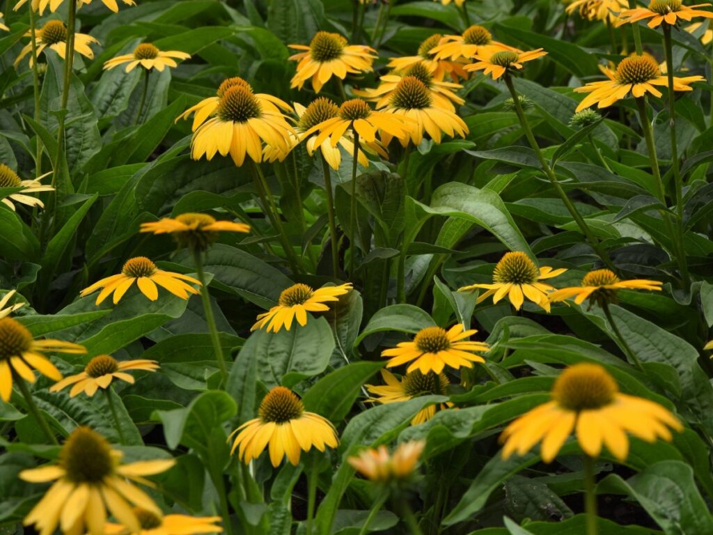 Echinacea Artisan Yellow Ombre F1
