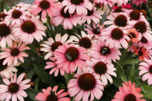 Echinacea Dark Shadows 'Mystic' Photo