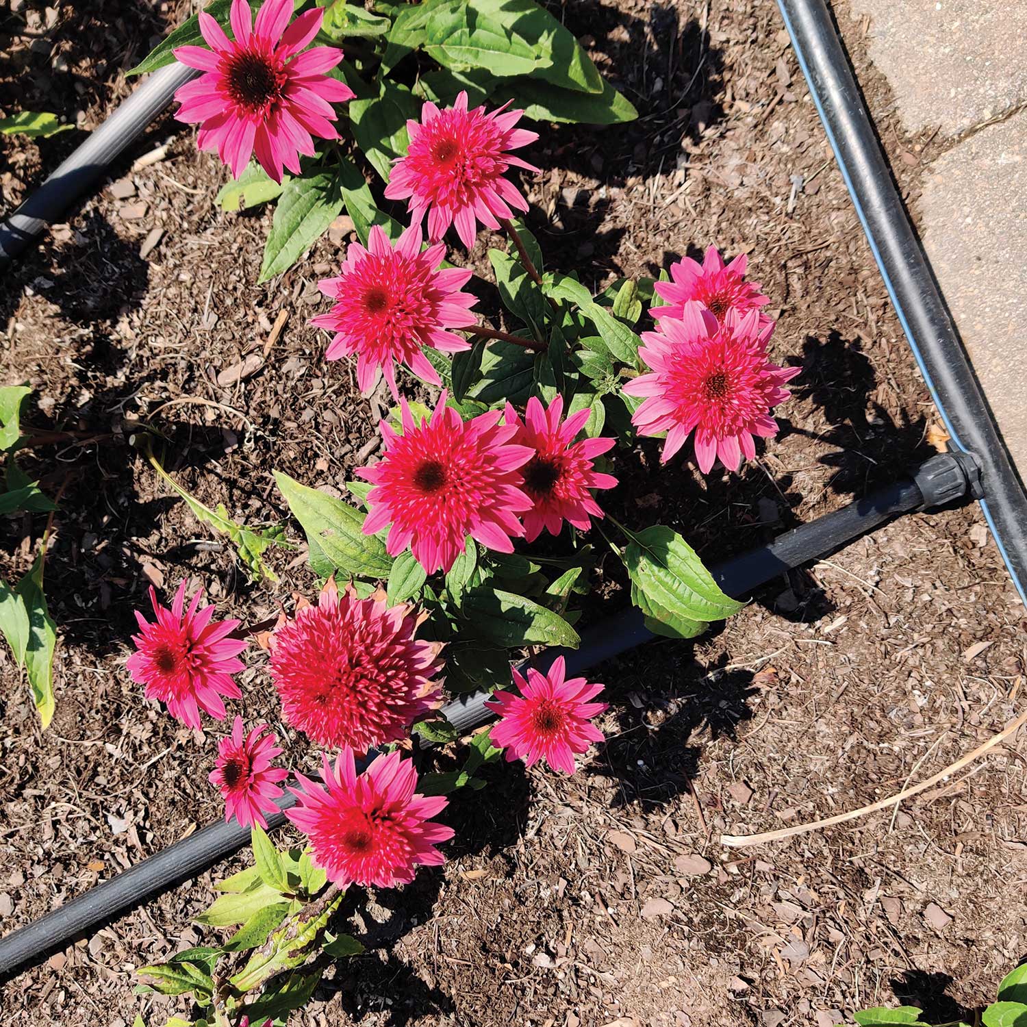 Echinacea-Double-Scoop-Watermelon-Deluxe_Darwin-Perennials-Day_IMG_20240619_115421