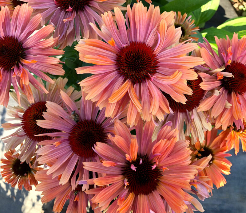 multi-colored echinacea flowers, the center is pink turning into orange on the edges