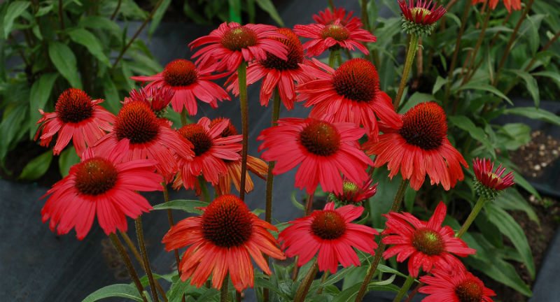 Terra Nova to Highlight New Varieties at CAST 2017