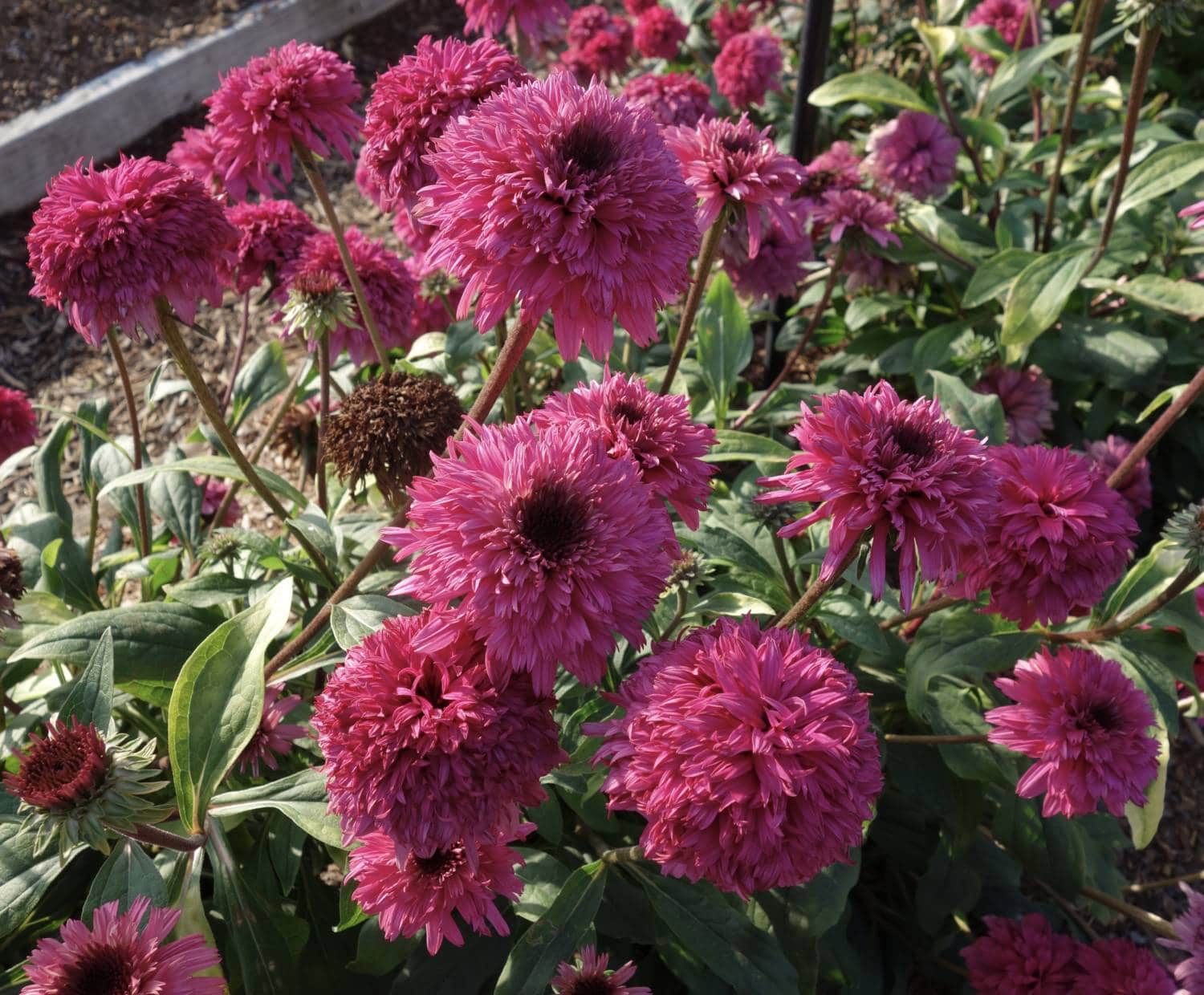 Echinacea Pioneer Gardens