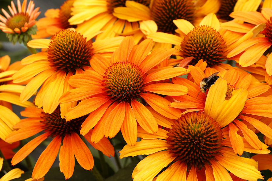 Terra Nova Unveils CAST Introductions