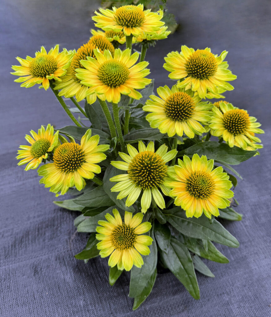 Terra Nova debuts echinacea for containers