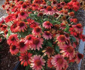 Echinacea Panama Red
