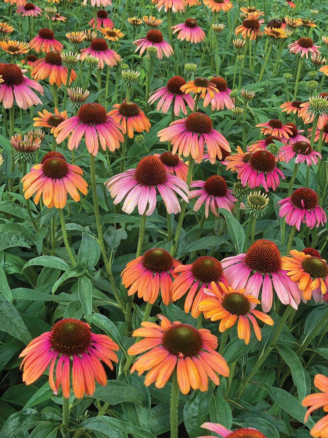Echinacea-'Rainbow-Marcella'
