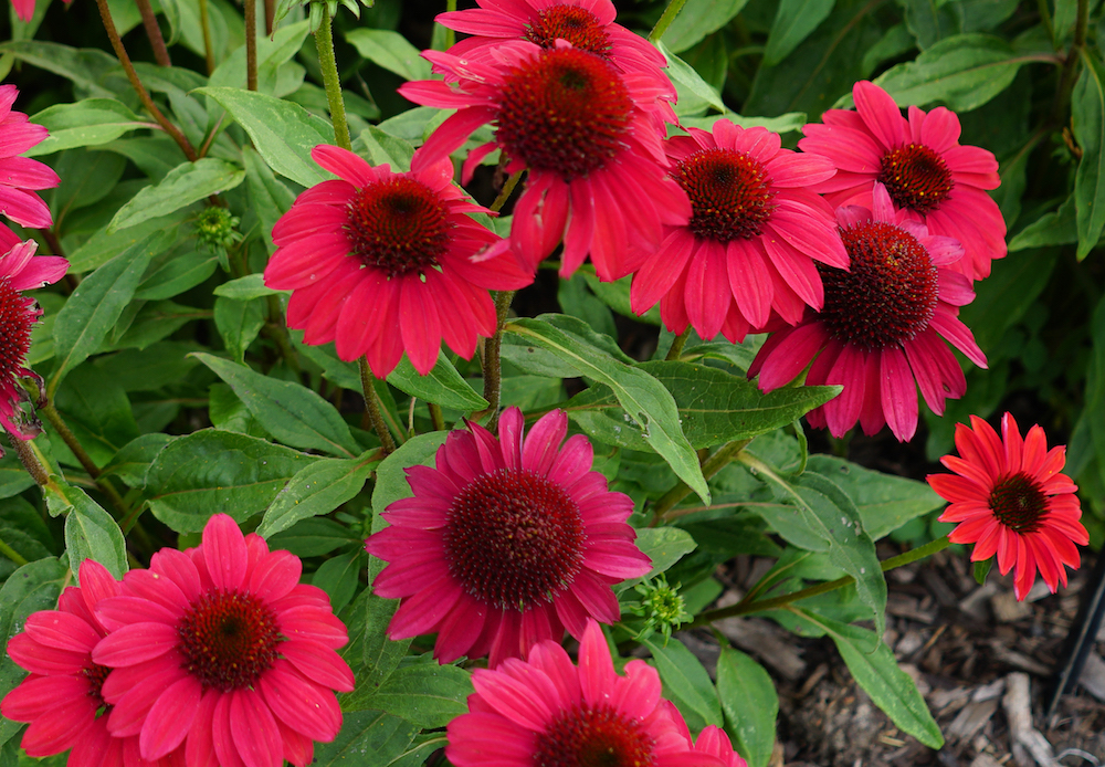 Darwin Perennials’ Echinacea Wins AAS Perennial Award
